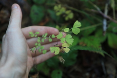 Thalictrum occidentale