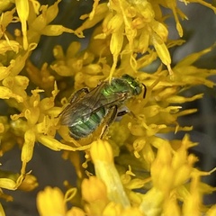 Agapostemon