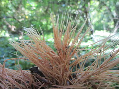 Pterula subulata