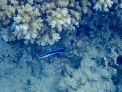 Labroides dimidiatus