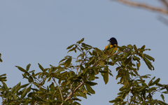 Icterus prosthemelas