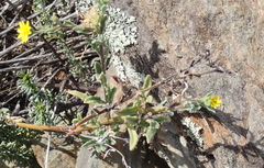 Osteospermum calendulaceum