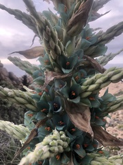 Puya alpestris