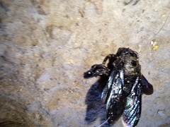 Neoxylocopa
