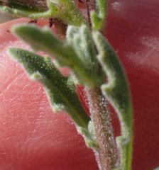 Osteospermum calendulaceum