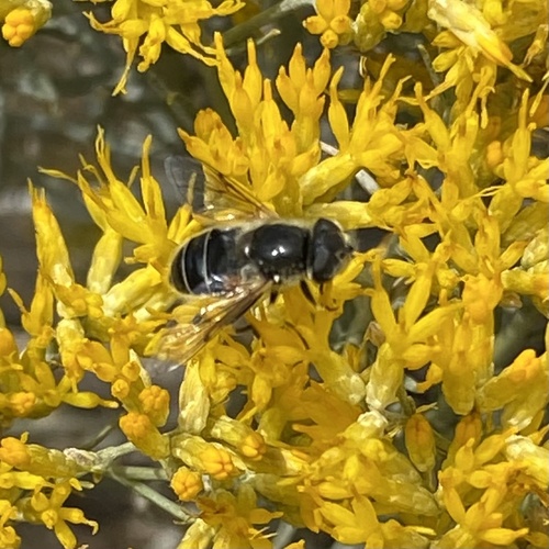 Black-footed Drone Fly photo 4