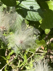 Clematis drummondii