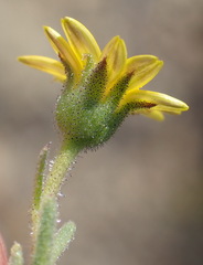 Osteospermum calendulaceum