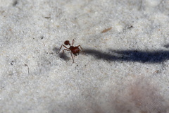 Pogonomyrmex badius