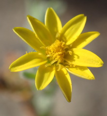 Osteospermum calendulaceum