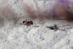Pogonomyrmex badius