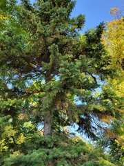 Picea glauca