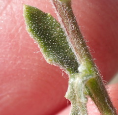 Osteospermum calendulaceum