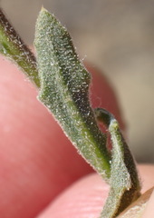 Osteospermum calendulaceum