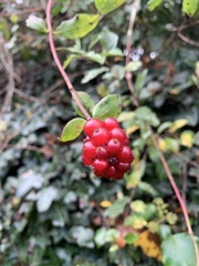 Lonicera