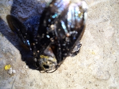 Neoxylocopa
