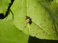 Pterallastes thoracicus