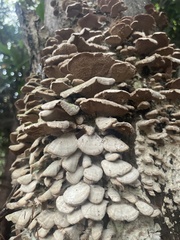Cerrena unicolor