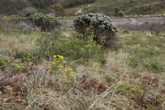 Leucospermum conocarpodendron conocarpodendron