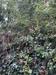 Lonicera