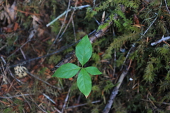 Lysimachia latifolia