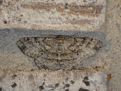 Melanolophia