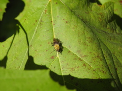 Pterallastes thoracicus