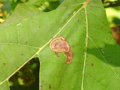 Ectoedemia platanella