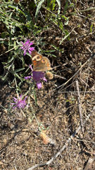 Junonia
