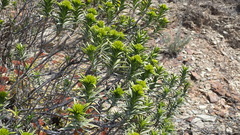 Pteronia fasciculata