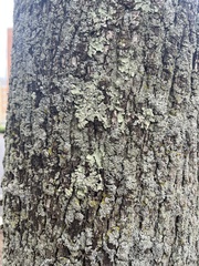 Parmelioideae