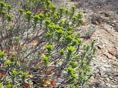 Pteronia fasciculata