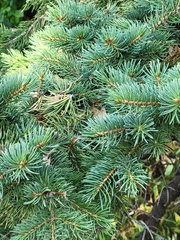 Picea glauca