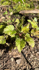 Heuchera micrantha