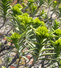 Pteronia fasciculata