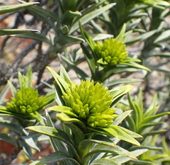 Pteronia fasciculata