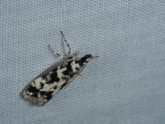 Eudonia aphrodes