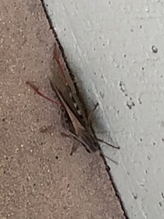 Melanoplus yarrowii