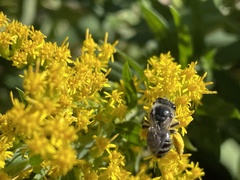 Melissodes druriellus