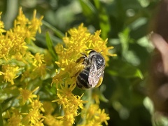Melissodes druriellus