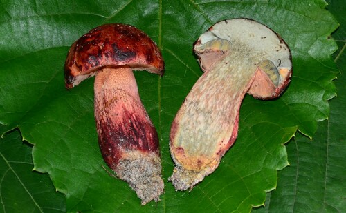 Butyriboletus image