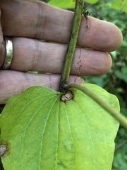 Smilax lasioneura