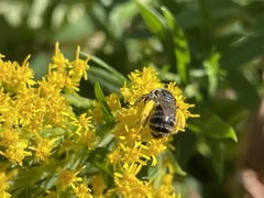 Melissodes druriellus