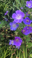Geranium pratense