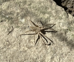 Lycosoidea