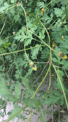 Bidens bipinnata