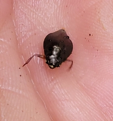 Dineutus discolor