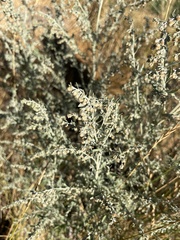 Artemisia absinthium