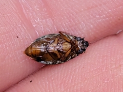 Dineutus discolor
