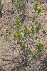 Pteronia fasciculata